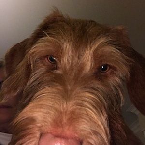 Meet your Posher, Robin